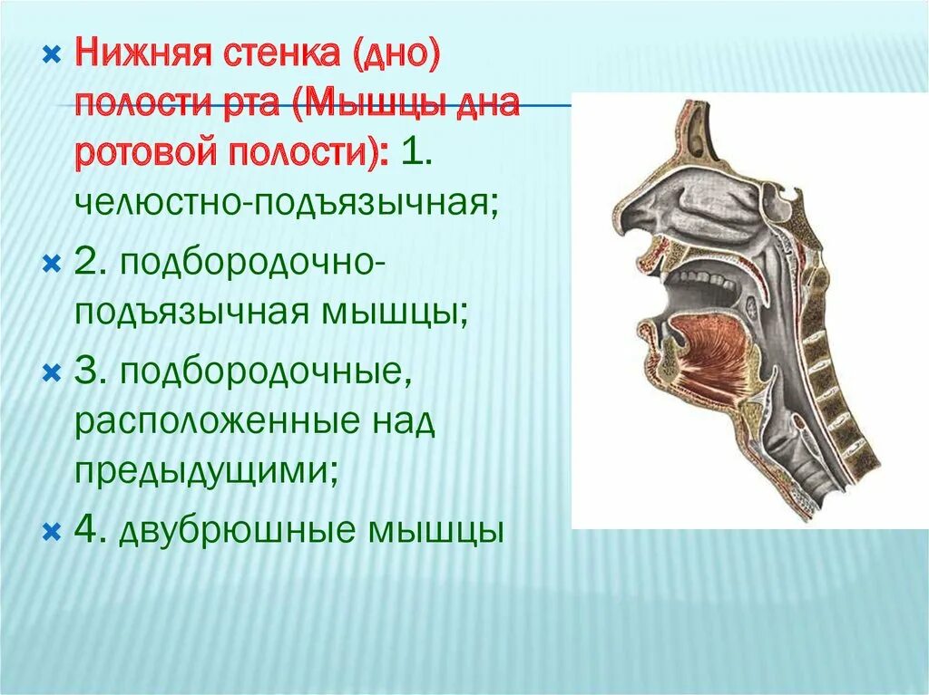 Ротовая полость образована. Нижняя стенка ротовой полости. Нижняя стенка ротовой полости мышцы. Стенки полости рта анатомия.