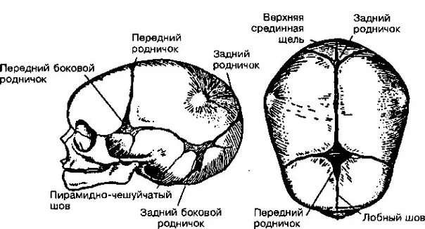 Швы и роднички головки плода. Строение черепа роднички и швы. Строение черепа плода кости швы роднички. Роднички черепа новорожденного. Б родничок