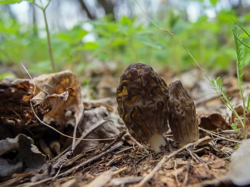 Первые грибы весной название. Весенние грибы съедобные. Ранние весенние грибы съедобные. Весенние грибы в огороде. Грибы весенние в Белоруссии.