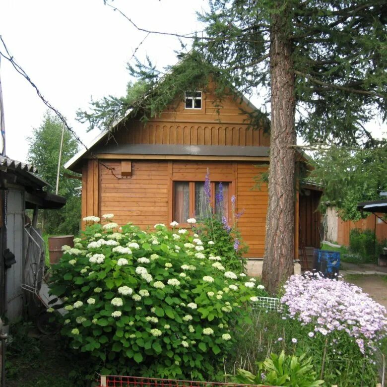 плюсский район фазенда. псковская область деревня шереги. плюсса псковская область дом. псковская область область плюсский район деревня деревня заполье. деревня плюсса псковская.