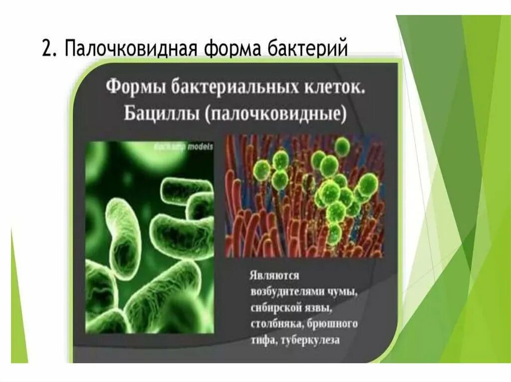 Тест по биологии 7 класс царство бактерии. Буклет микроорганизмы. царство бактерии презентация. брошюра про бактерии. буклет по бактериям.