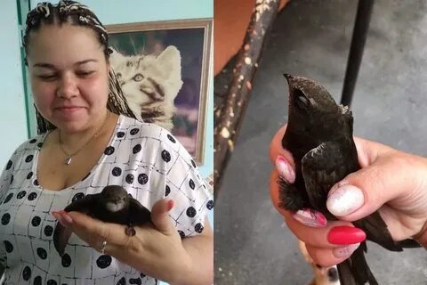 Когда выпускать стрижа