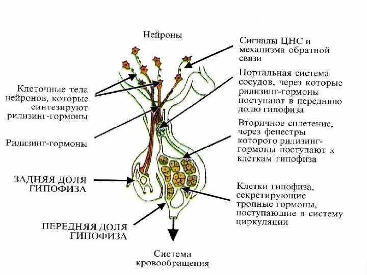 Диффузная структура гипофиза. Гормоны нейрогипофиза.