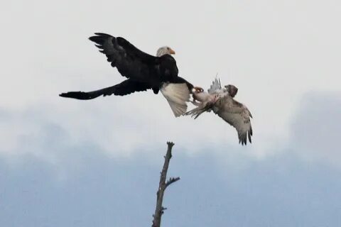 Ca eagle rising