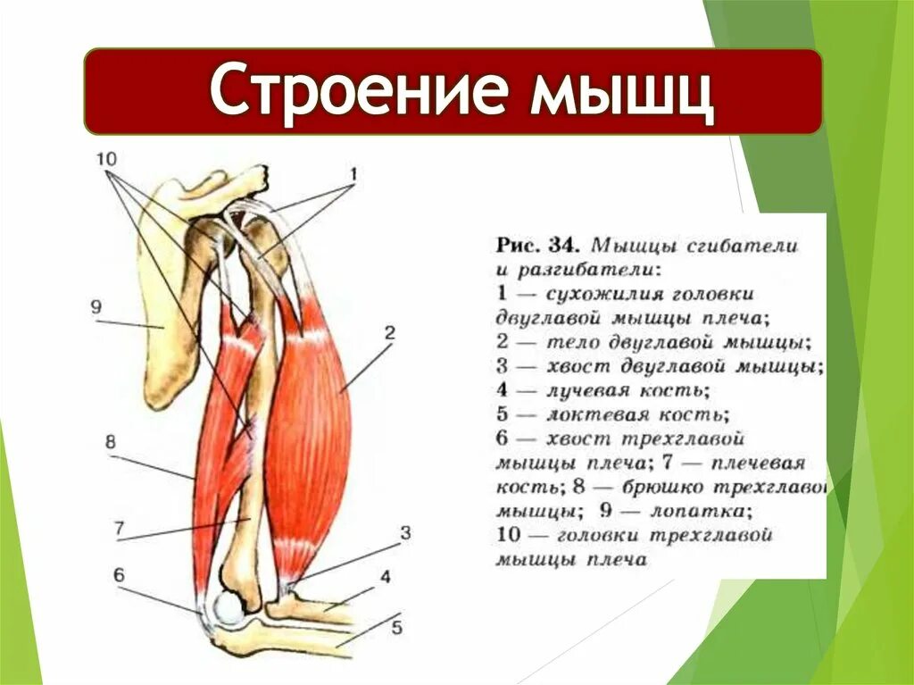 Мышцы в которых начинается движение. Макроскопическое строение мускулатуры. строение мышечного скелета человека. остроение мышцы человека. анатомия мышц.