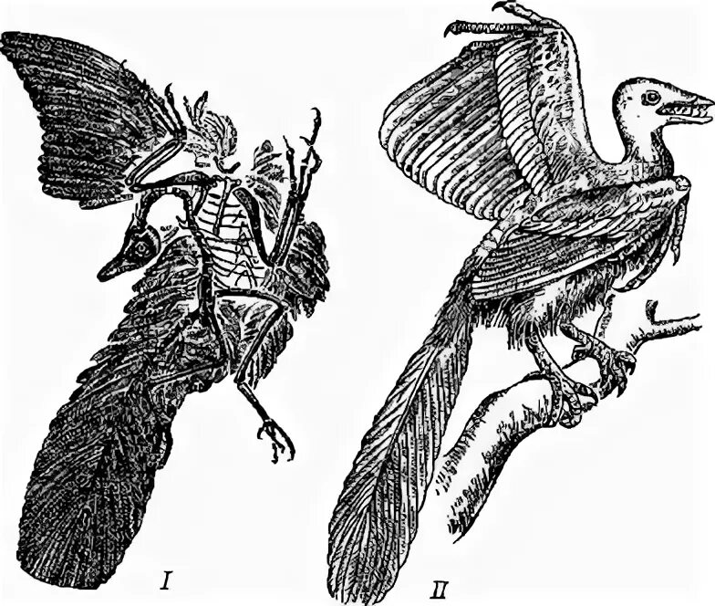 Рис Археоптерикс. Археоптерикс Эволюция птиц. Роговой клюв археоптерикса. Археоптерикс скелет. На рисунке изображена реконструкция археоптерикса