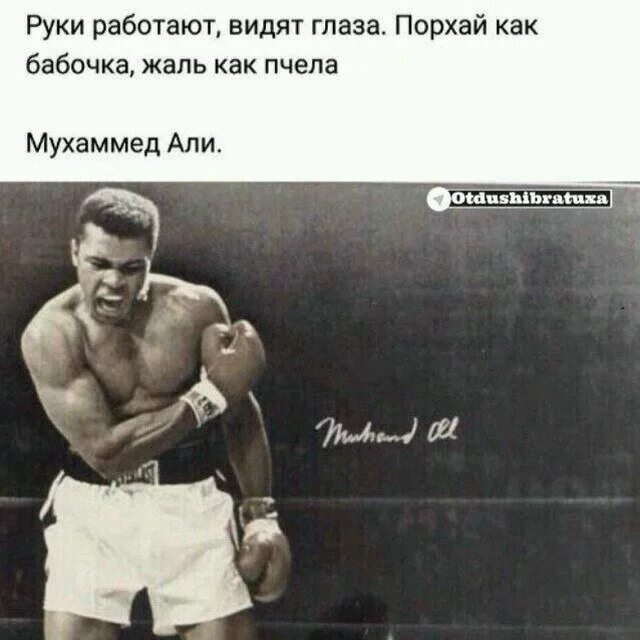 Порхай как бабочка. Порзай как бабачка жалькак пчела. Порхай как бабочка. Порхай как. Порхать как бабочка жалить как.