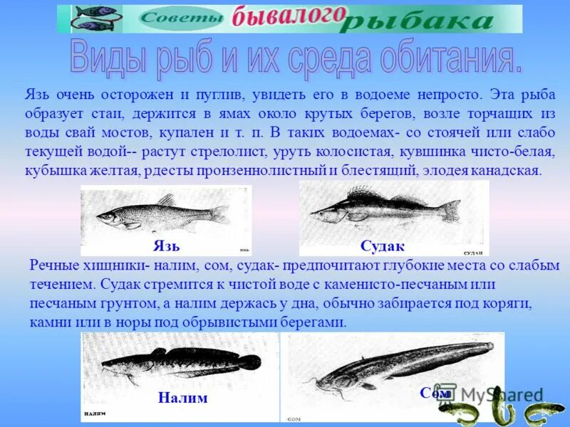 Экологические группы рыб. Приспособления животных к водной среде. Среда обитания речного окуня. Рыбы и среда их обитания. Обитатели среды обитания.