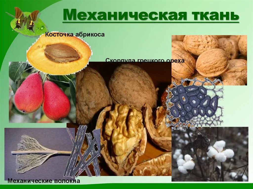 Механическая ткань. Механическая ткань растений 6 класс биология. Механическая ткань грецкого ореха. Механическая ткань биология 6 класс