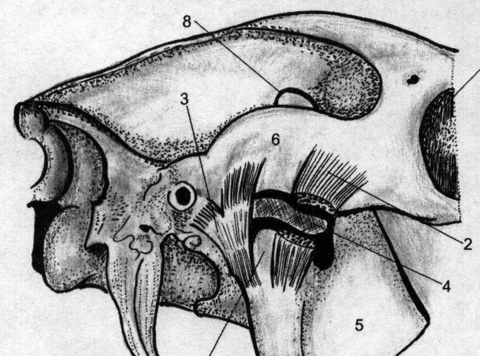 ВНЧС анатомия кости. Височно челюстной сустав лошади. Ыисочнонижнеяелюстной сустав лошади.