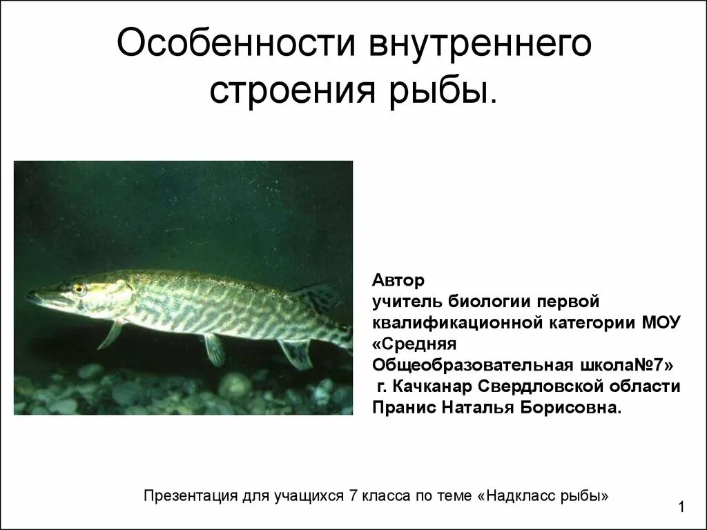 Внешнее строение рыбы щуки. Особенности строения щуки. особенности внутреннего строения щуки. особенности внутреннего строения рыб 7 класс. особенности внутреннего строения рыб 7 класс биология.