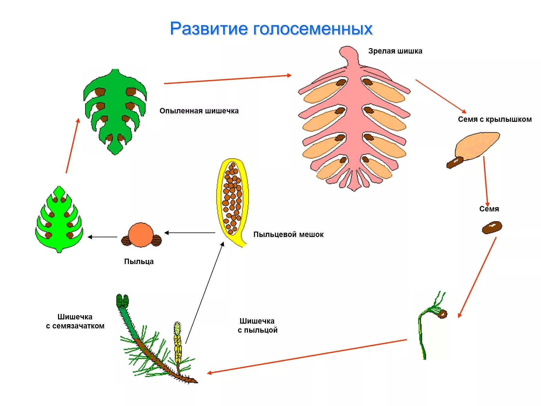 Хвойные егэ. Цикл развития голосеменных схема. Жизненный цикл голосеменных схема. Размножение голосеменных растений схема. Жизненный цикл голосеменных растений схема.