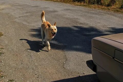 Dog chasing