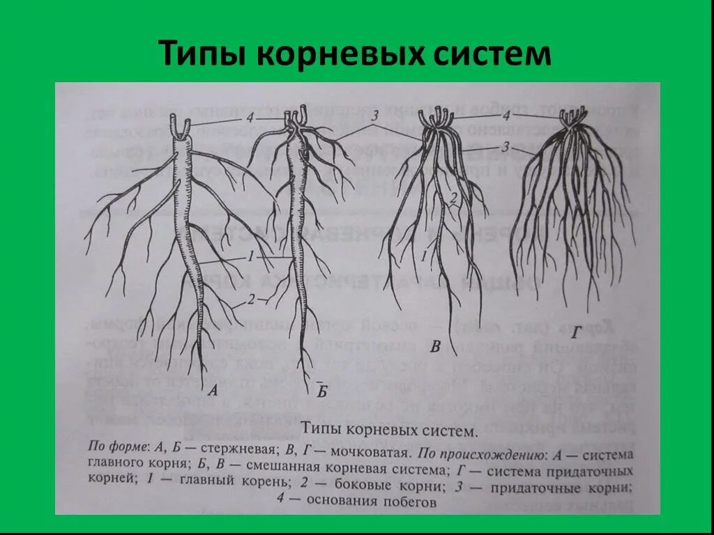 Неотложный корень. Типы корневых систем схема. Типы корневых систем рисунок. Типы корневых систем у растений. Корневые системы типы 6 класс мочковатая.