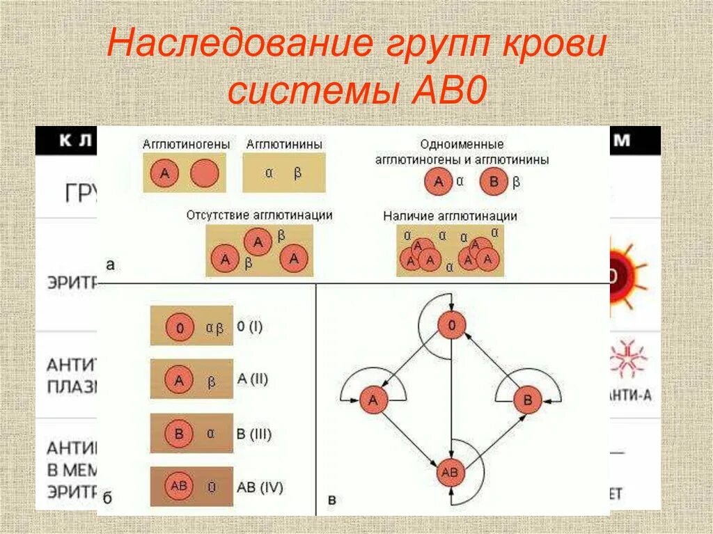 Схемы совместимость группы крови и резус факторов. Схема наследования групп крови и резус фактора. Схема переливания крови по группам и резус фактору. Переливание крови по группам совместимость схема и резус-фактор.