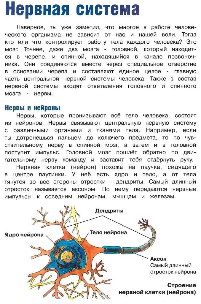 Нервные отростки головного мозга. Нервные импульсы поступают непосредственно к железам по. Длинные отростки нервных клеток называют. Нервные отростки. Отросток нервной клетки передающий сигнал.