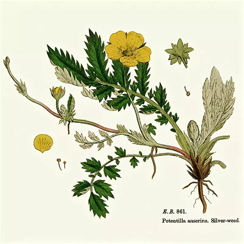 Лапчатка гусиная побег. Лапчатка гусиная и прямостоячая. Лапчатка ползучая. Лапчатка гусиная и прямостоячая. Лапчатка гусиная и прямостоячая.