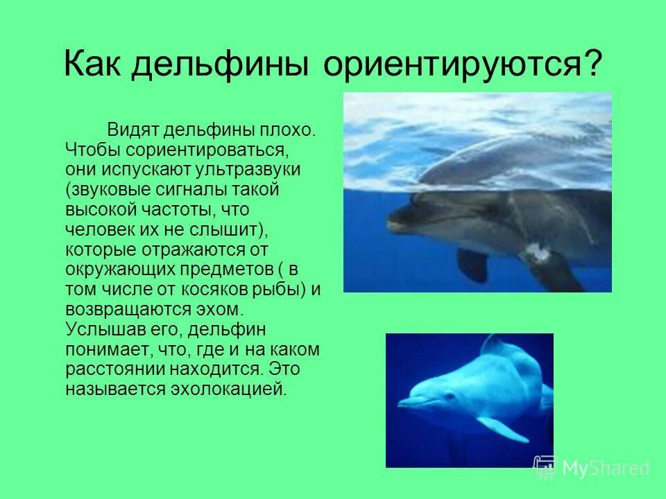 Доклад о дельфине. Кратко о дельфинах. Сообщение о дельфинах. Доклад про дельфина. Животные ориентируются в пространстве