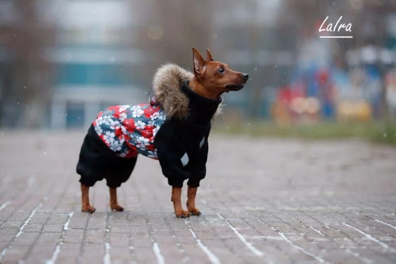Флисовый комбинезон на бостон-терьера. Комбинезон для собак lalra. Одежда для собак лайра. Жилет для собак laira. Дождевик laira для собак.