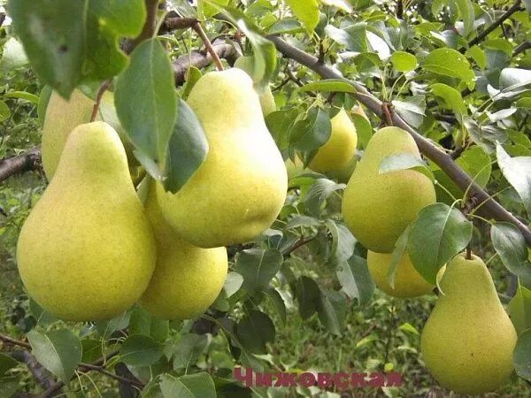 ГРУША ЧИЖОВСКАЯ Питомник "ВЫРАСТИМ ВМЕСТЕ"