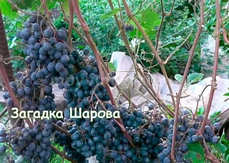 Загадка шарова описание сорта. Сорт винограда загадка Шарова. Виноград Шарова сорта. Виноград загадка Шарова. Виноград загадка Шарова описание сорта.