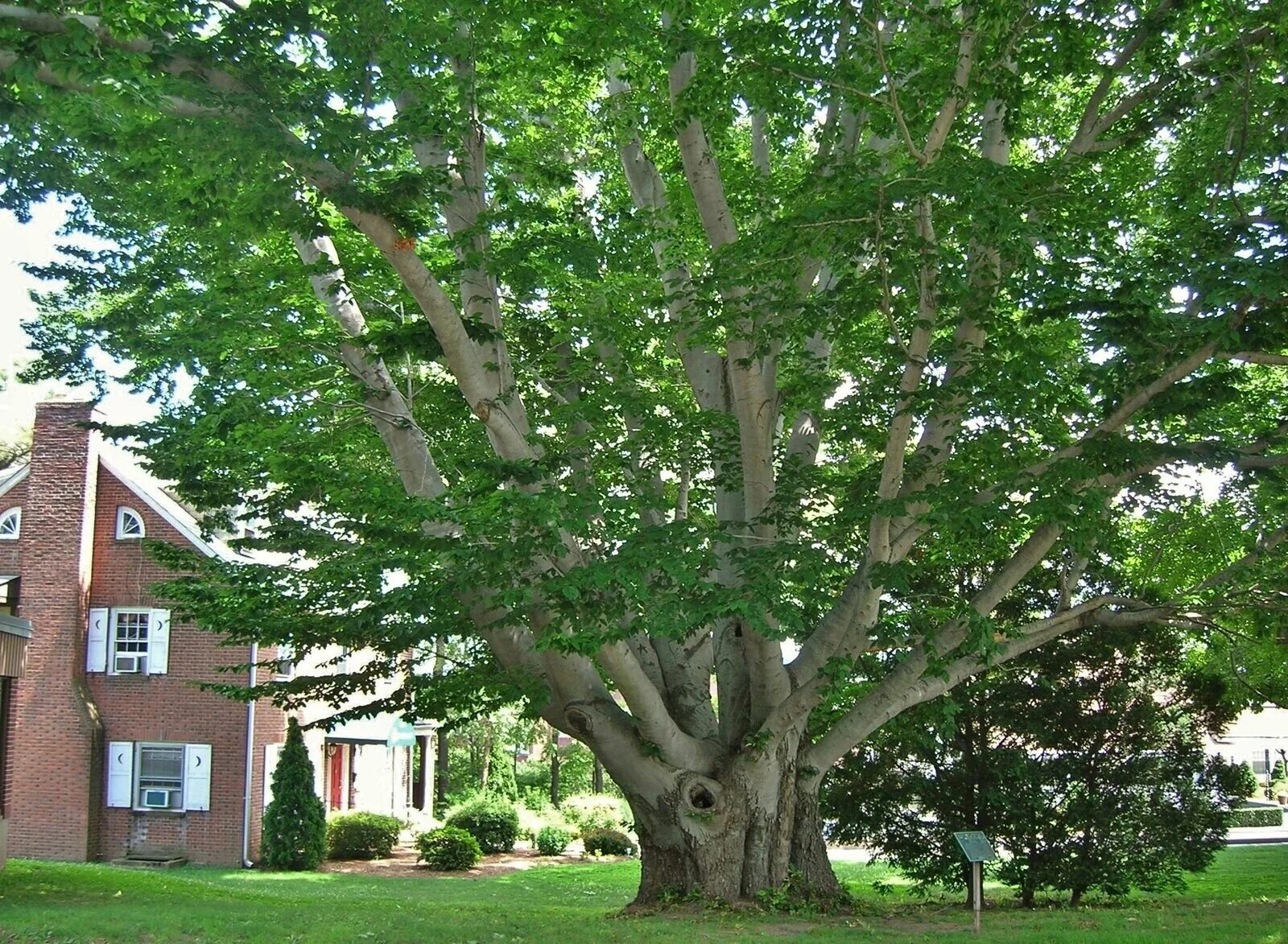 Бук городчатый. Бук Европейский Beech. Бук Северной Америки. Бук Энглера