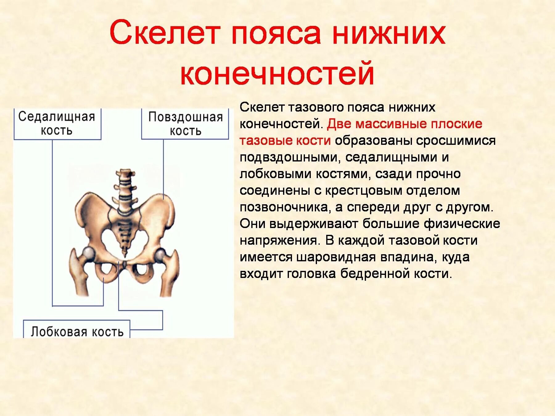 Строение скелета тазового пояса. Тазовый пояс конечности функция. Функции тазового пояса человека. Скелет пояса нижних конечностей. Соединение кости нижней конечности