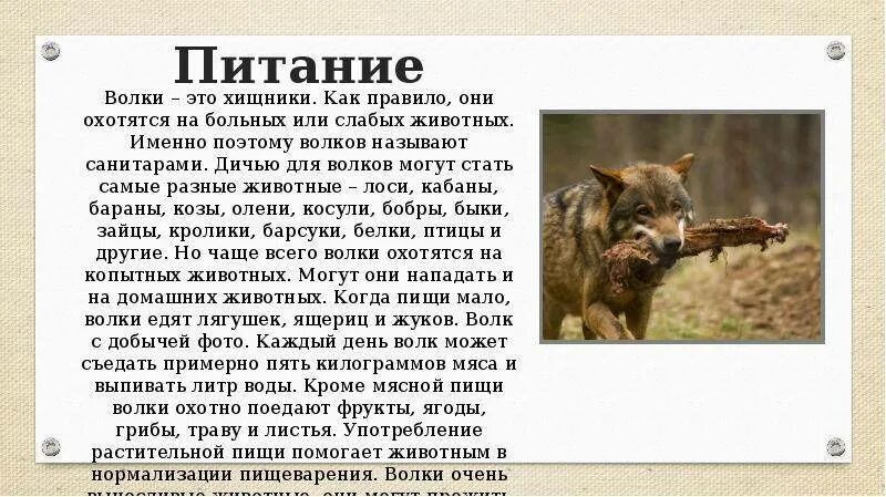 Степной волк краткое содержание. Информация питания волка. рассказ о волке. презентация по теме волк. сообщение о лесном волке.