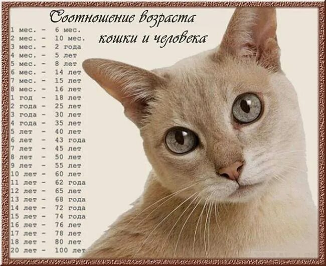 Коту 8 лет сколько по человеческим меркам. Коту 8 лет сколько по человеческим меркам