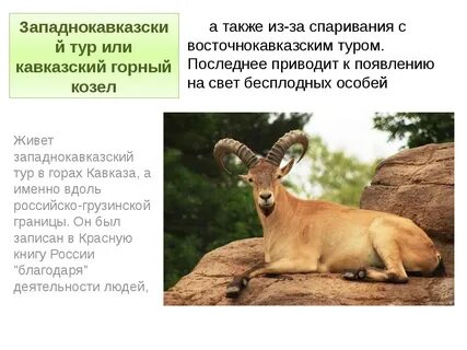 Животные красной книги дагестана
