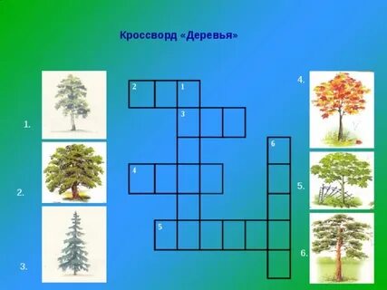 Ветви хвойных деревьев кроссворд