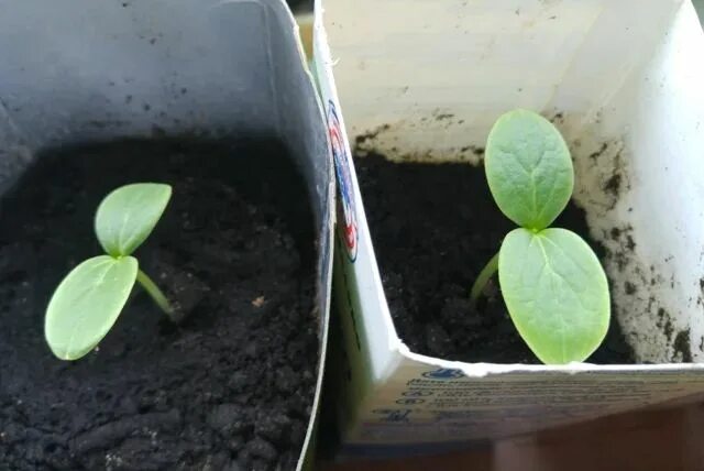 Можно ли рассаду огурцов заглублять до семядольных. Семядольные листочки у огурцов. Саженец кабачка. Можно ли рассаду огурцов заглублять до семядольных. Рассада огурцов.