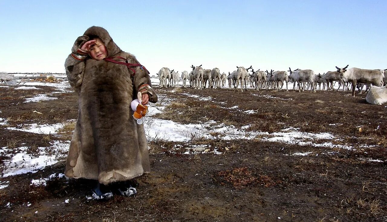 Народы ямало ненецкого автономного. Ненцы Таймыр. Население тундры ненцы. Население Сибири ненцы. Малочисленные коренные народы Ямал.