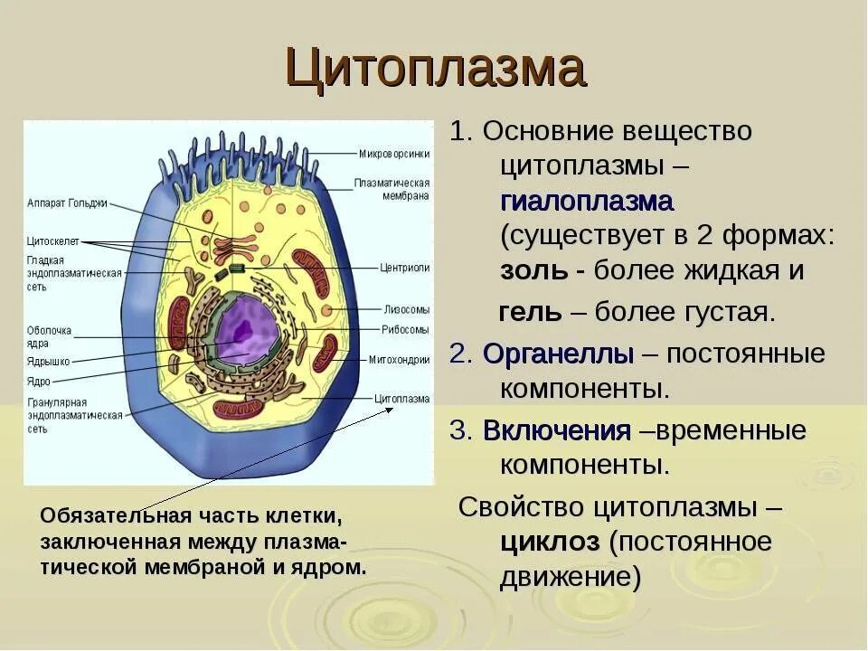 Функции цитоплазмы эукариотической клетки. Строение цитоплазмы клетки. цитоплазма внутренняя среда клетки. клетка животного ядро цитоплазма мембрана гиалоплазма. структура клетки гиалоплазма.