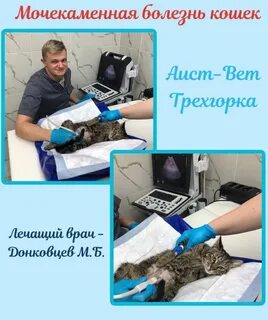 Аист вет
