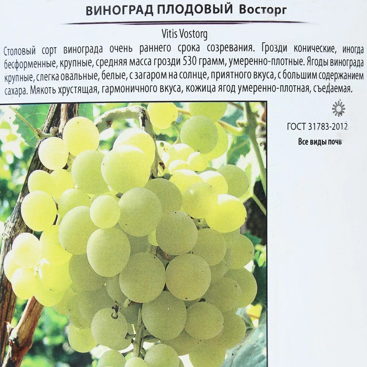 сорт винограда восторг. сорт винограда восторг белый. виноград восторг описание сорта отзывы. виноград восторг описание сорта отзывы. виноград кеша 1.