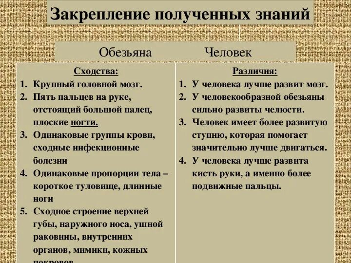 Назовите сходства. Сходства и различия человека и обезьяны.