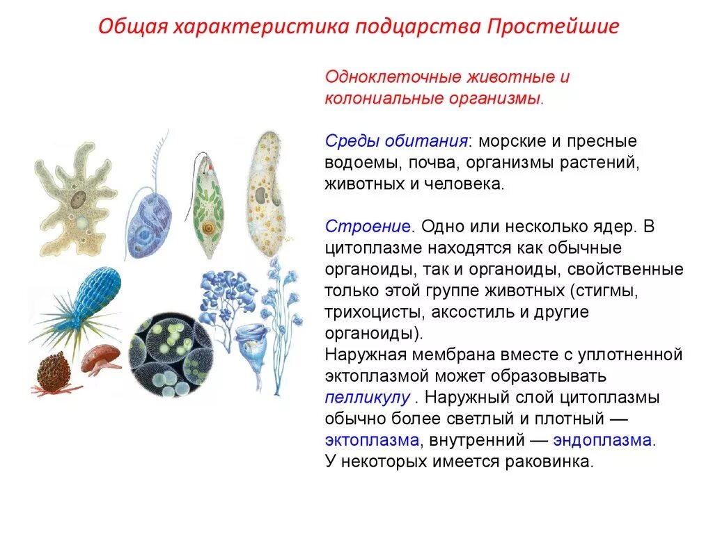 Основное свойство простейших. Общая характеристика подцарства одноклеточных животных. Характеристика подцарства одноклеточных. Одноклеточные простейшие характеристика. Подцарство простейшие одноклеточные животные.