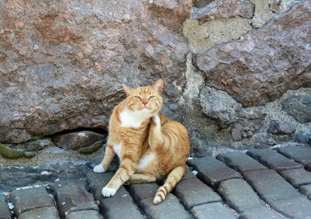 Коты выборга. Коты выборга