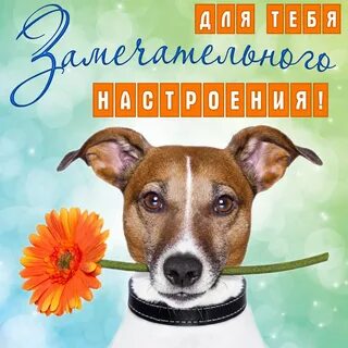 Собака четверг
