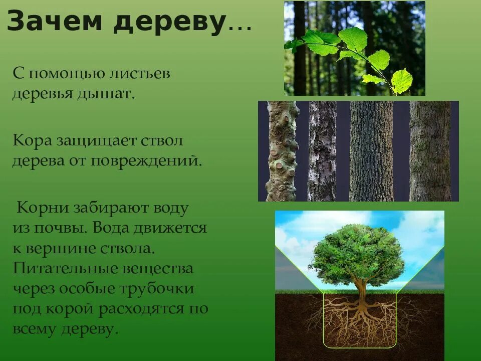 Почему деревья молодые. Дерево для презентации. Зачем деревья ?. Зачем деревьям листья. Зачем дереву корни.