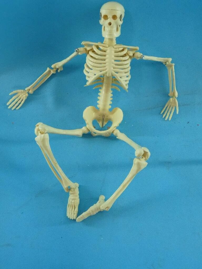 Скелет лет. Скелет 3д модель. Скелет лет. Скелет человека. Настоящий человеческий скелет.