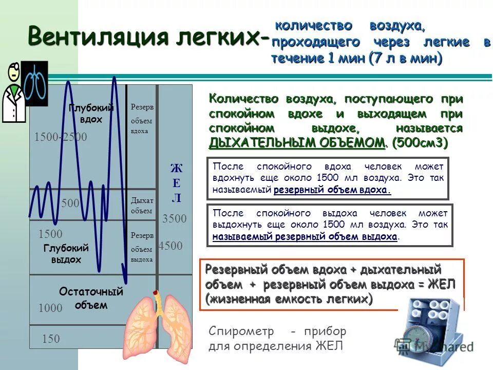 Деление общей емкости легких. Легочная вентиляция механизмы вдоха и выдоха. Резервный объем вдоха и дыхательный объем. Механизм дыхания жизненная емкость легких. Жизненная емкость легких дыхательный объем.