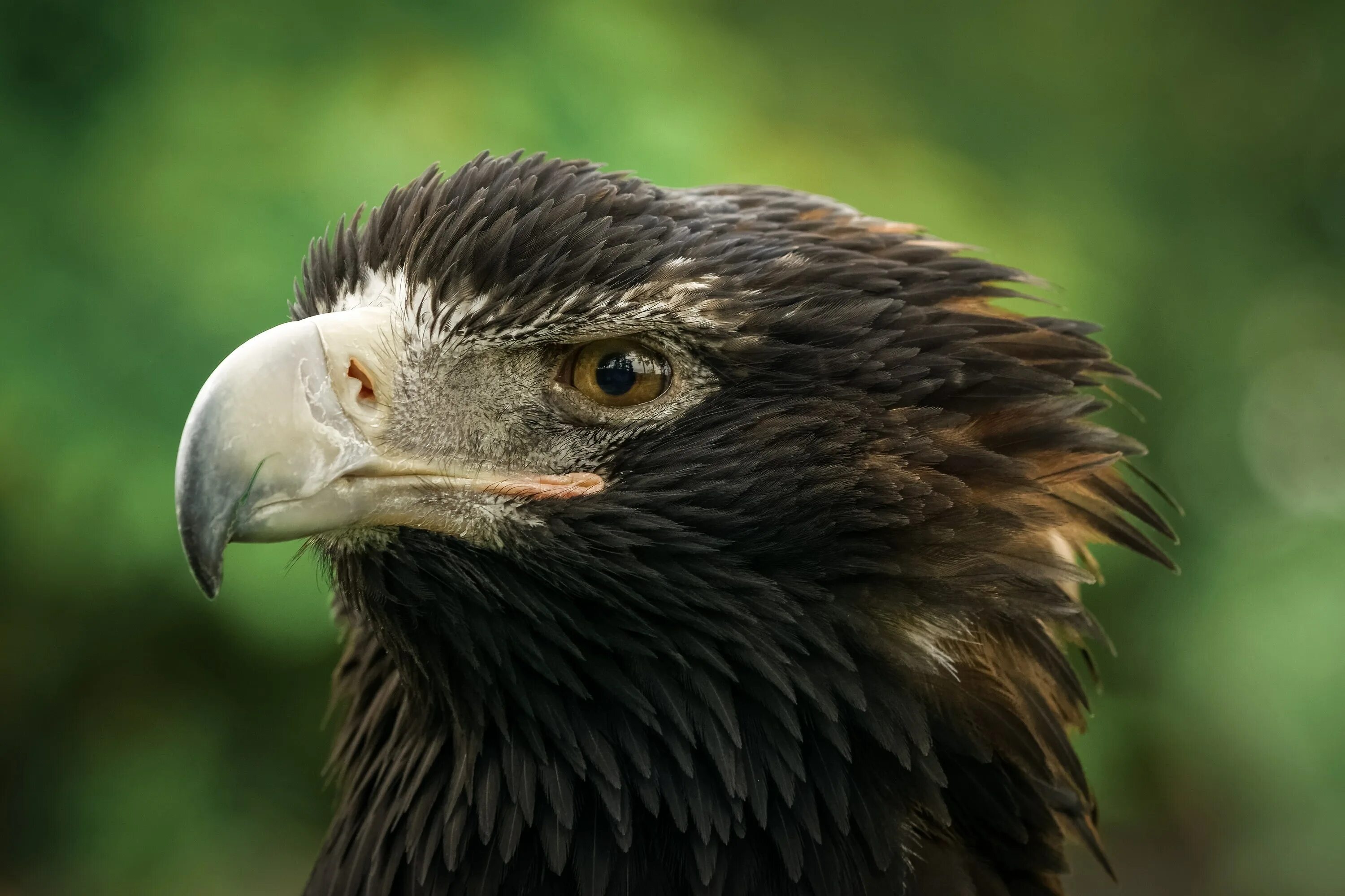 Oryel ptica. Eagle. Орлиные. Орел ястреб коршун беркут. Белоголовый орлан анфас.