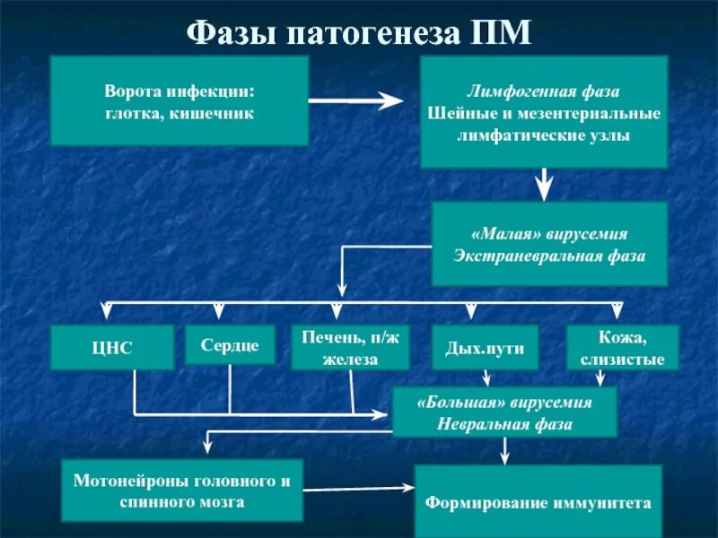 Исходные данные для выполнения задания. Феррит фаза. 14 фаза. Этапы сублимации. Лимфогематогенный путь это.