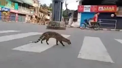 Выход зверя