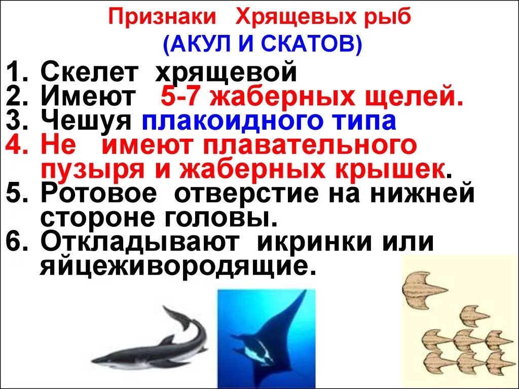 Признаки класса хрящевые рыбы 7 класс. Признаки хрящевых рыб. Количество видов хрящевых рыб и костных рыб таблица 7. Общая характеристика хрящевых рыб.