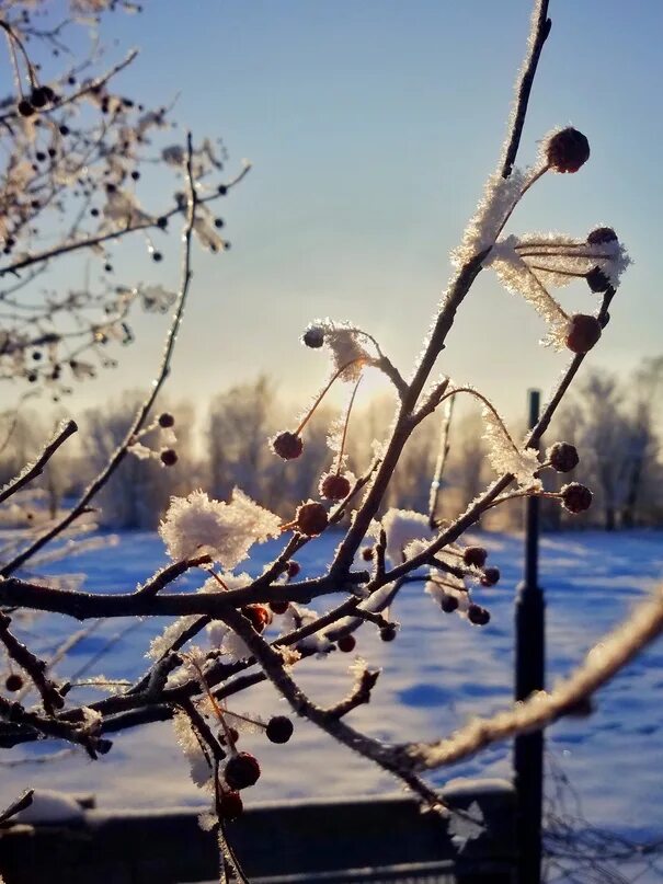 Снежное утро. Утро снег. Зимнее утро. Утро зима снег.