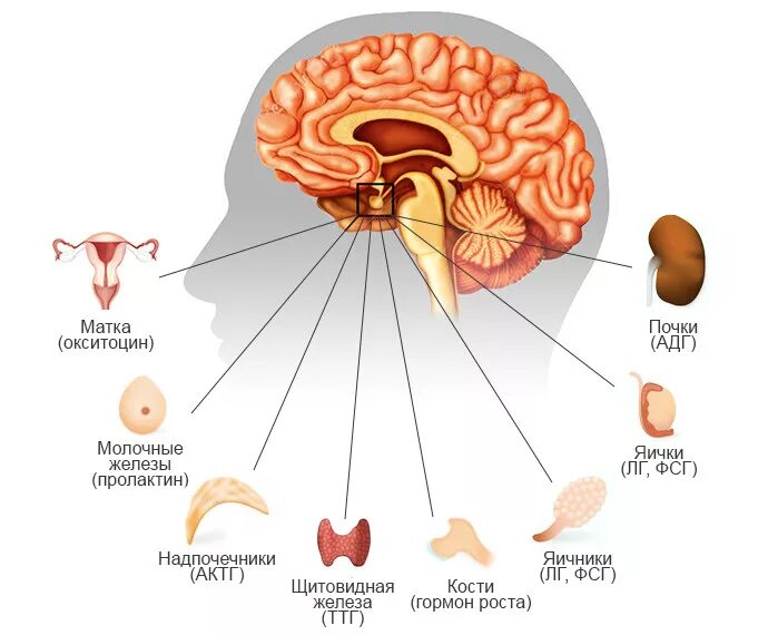 Какой гормон головной мозг. Гипофиз головного мозга гормоны. Структура головного мозга гипофиз. Гипофиз схема мозга. Строение гормонов аденогипофиза.