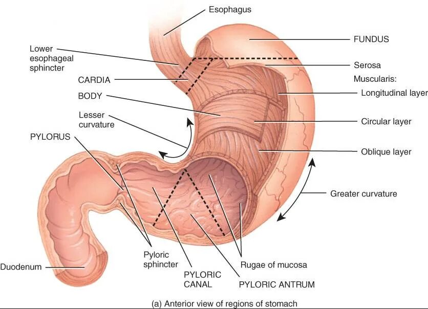 Сфинктер и Кардия в желудке. Кардия и привратник желудка. Кардия желудка что это такое анатомия.